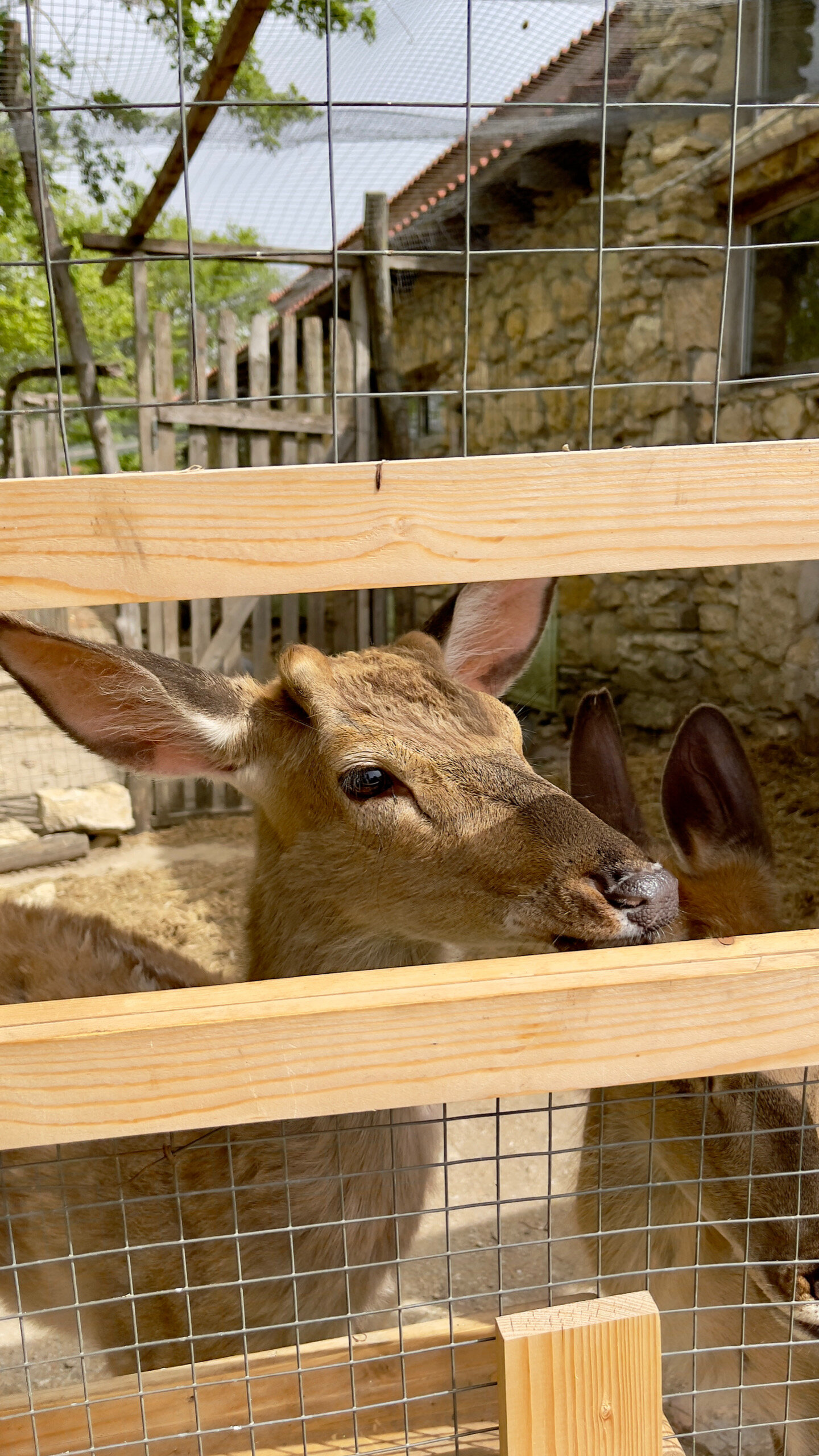 Фото Шато Андре