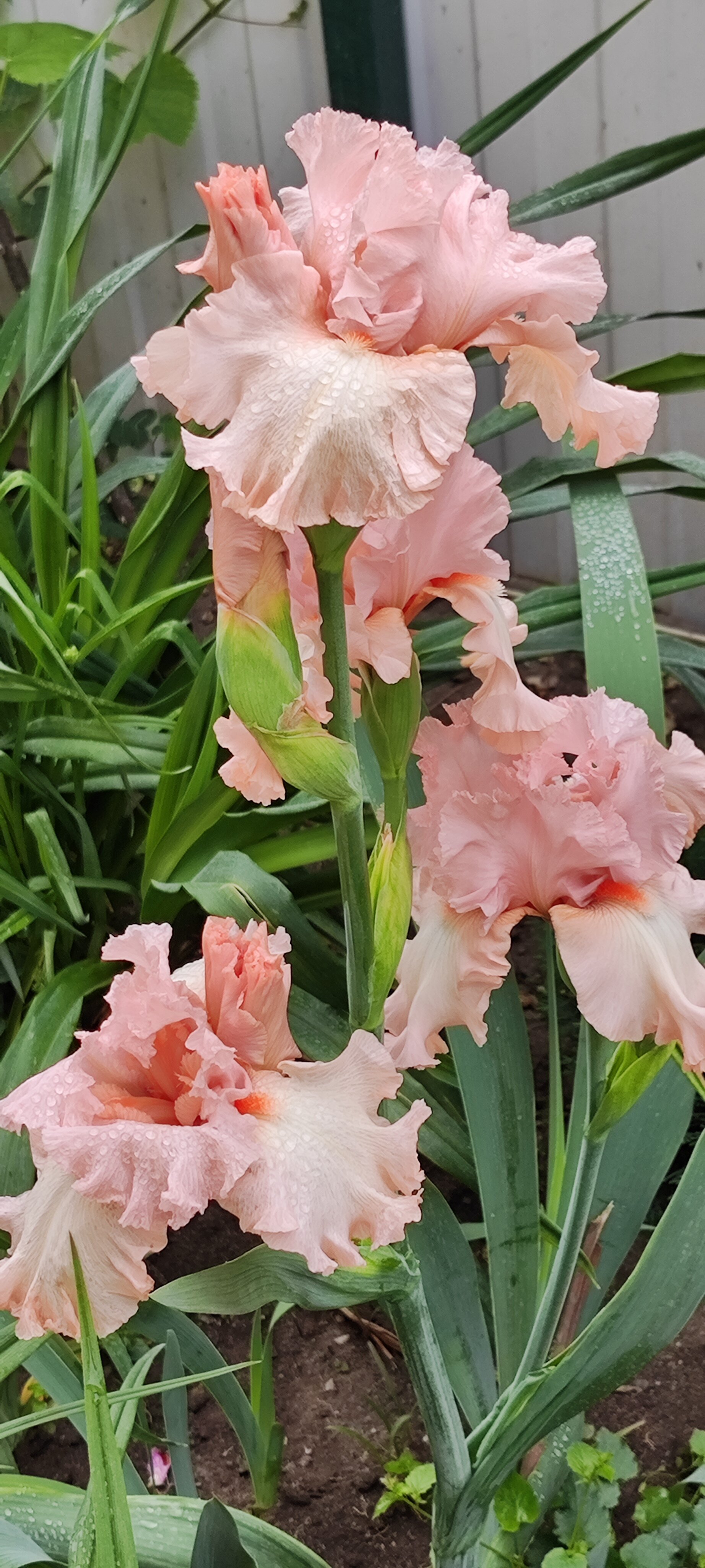 Фото Софанна