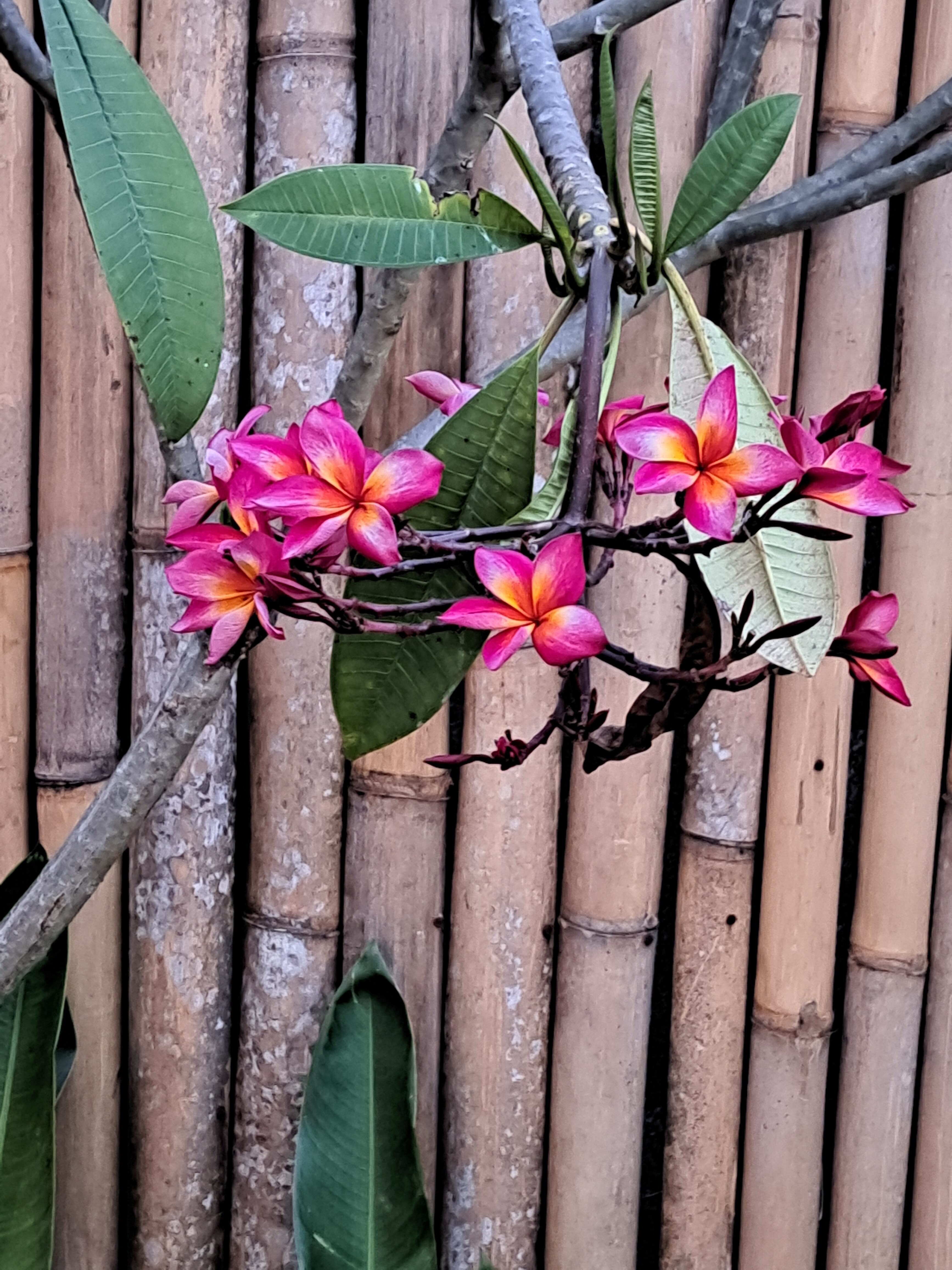 Фото Merusaka Nusa Dua