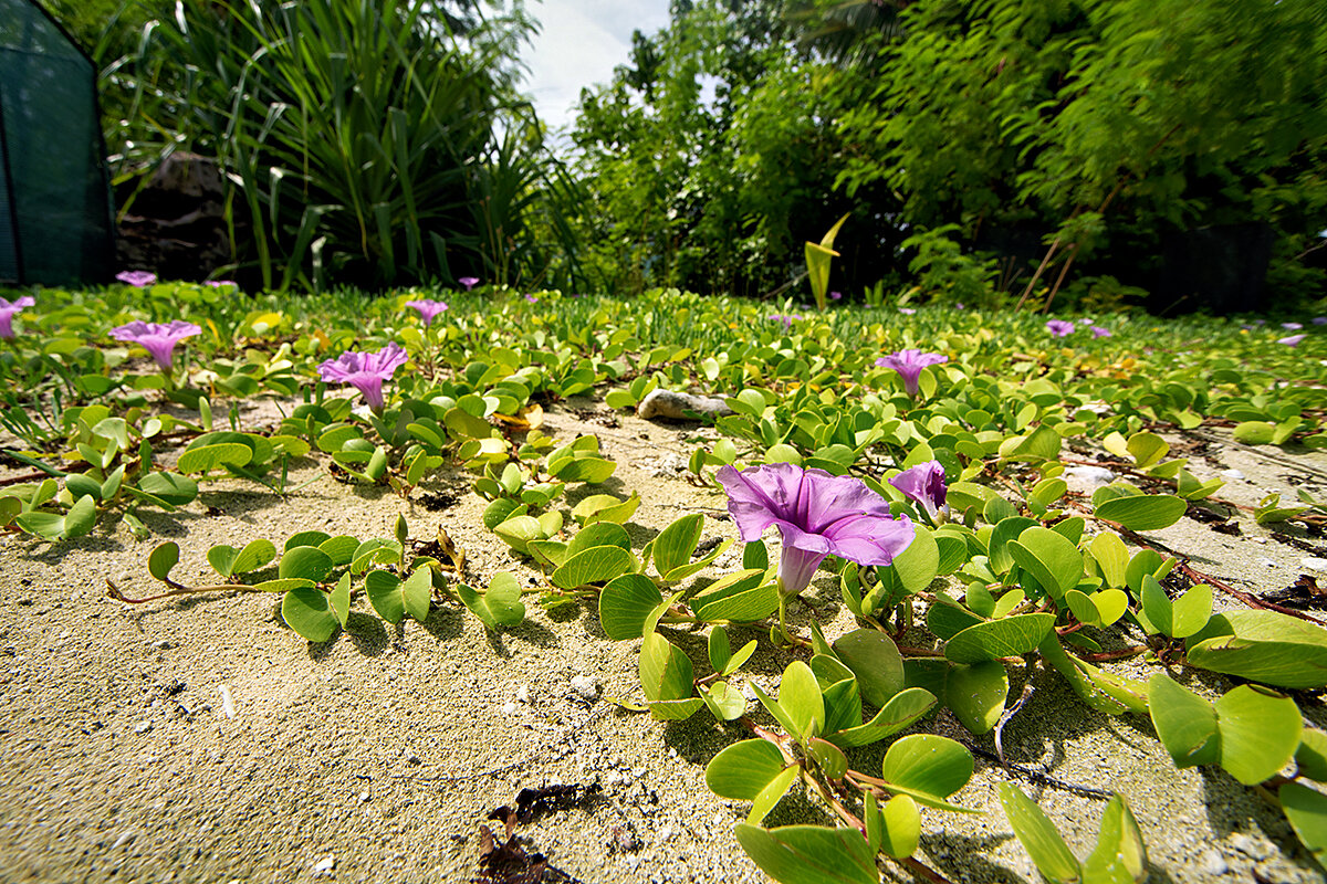 Фото Liberty Guest House Maldives