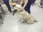 Северное сияние (Tikhookeanskaya Street, 204Т1), pet salon