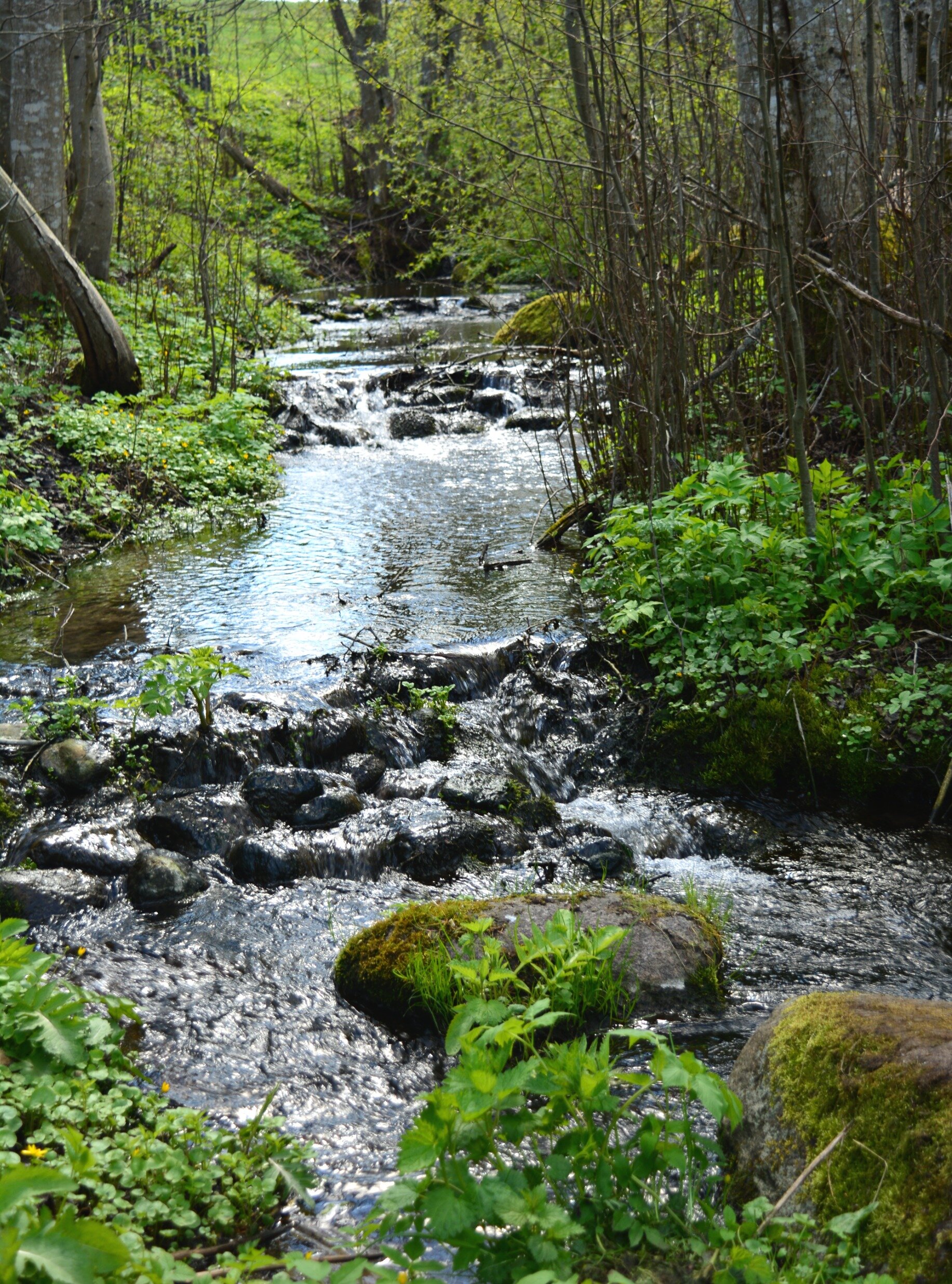 Фото Мишка на прудах