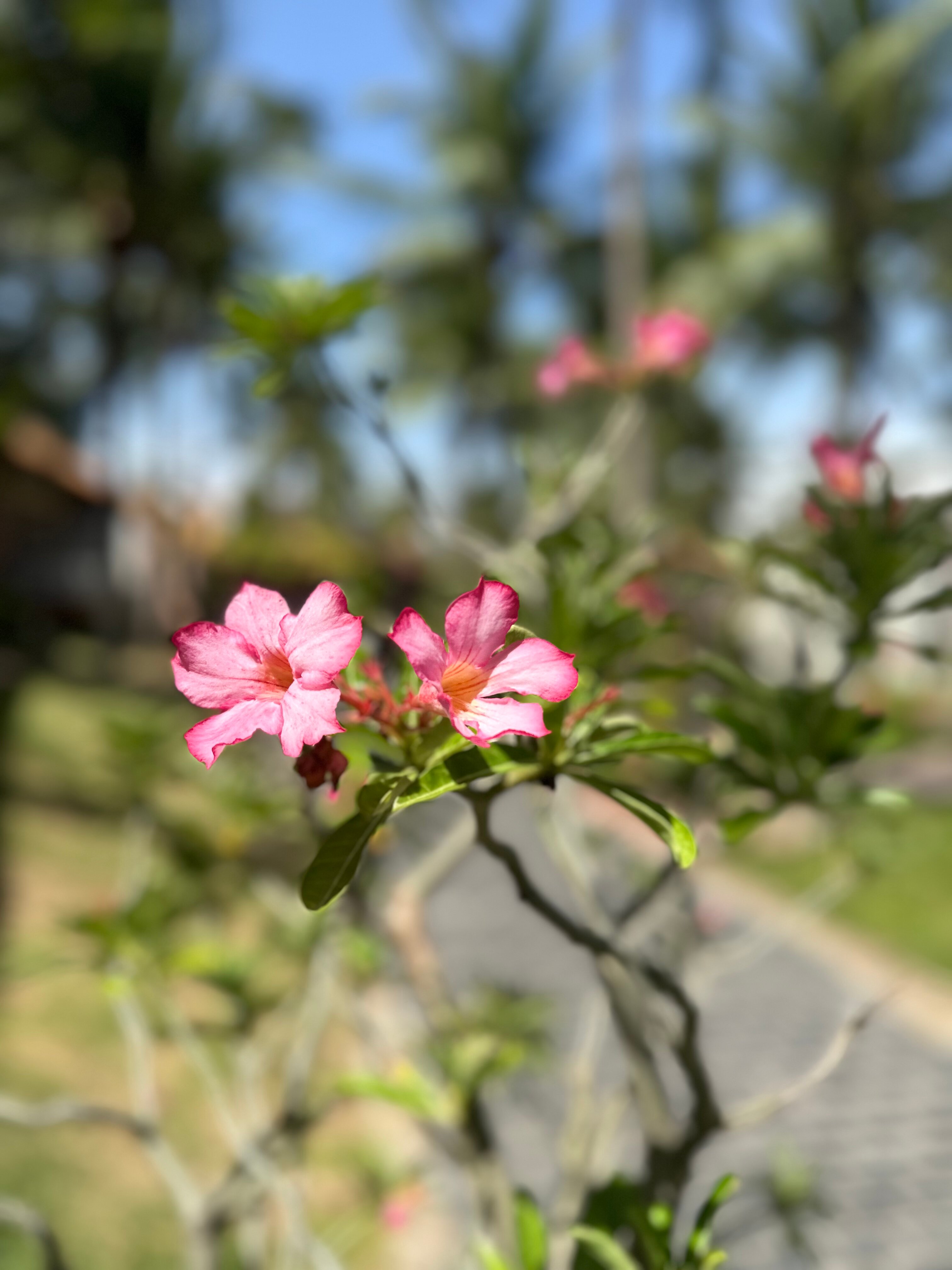 Фото Saigon Mui Ne Resort
