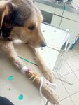 Volzhskaya rayonnaya stantsiya po borbe s boleznyami zhivotnykh (Transportnaya ulitsa, 1), clínica veterinaria
