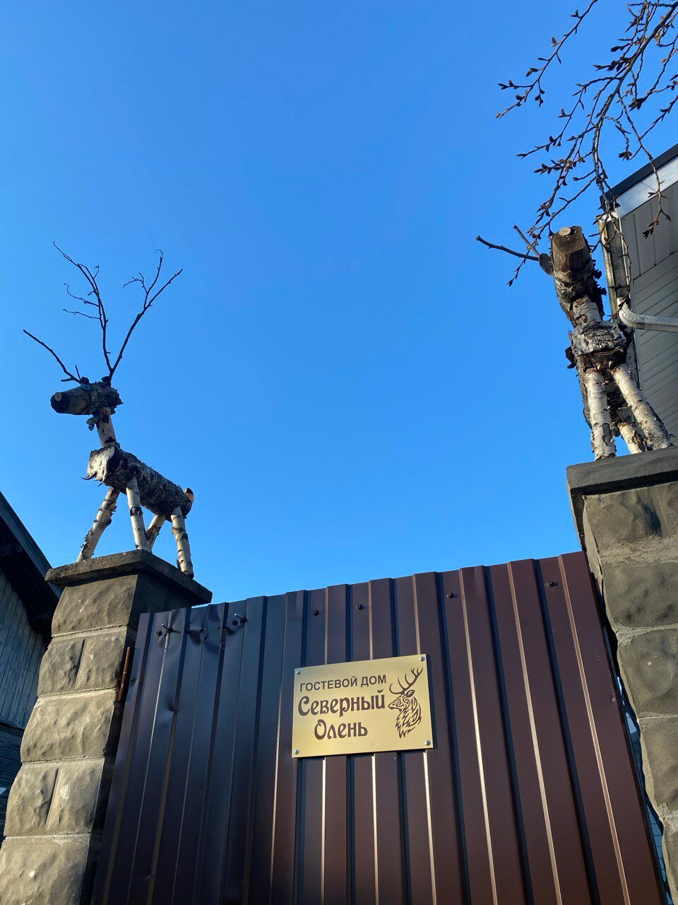 Фото Северный олень