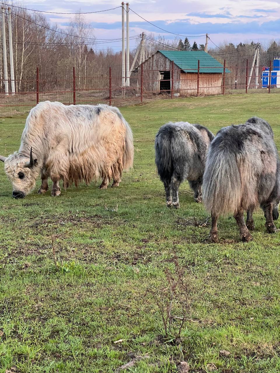 Фото Дом-шале в Сорочанах