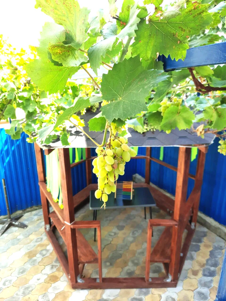 Фото Афалина