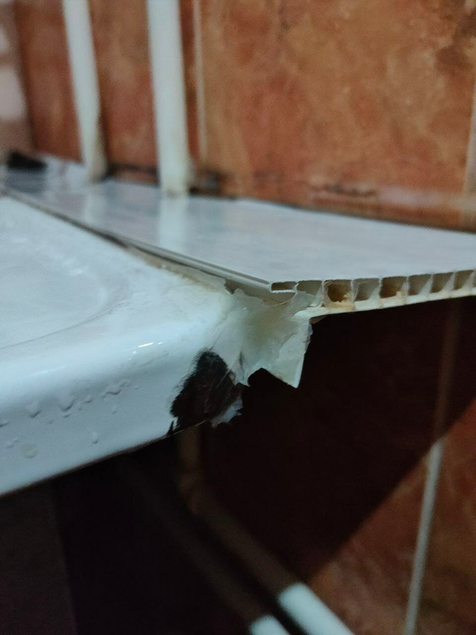 Фото Берёзка