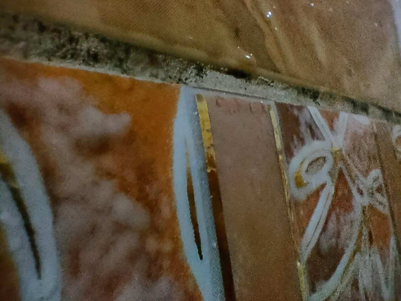 Фото Берёзка