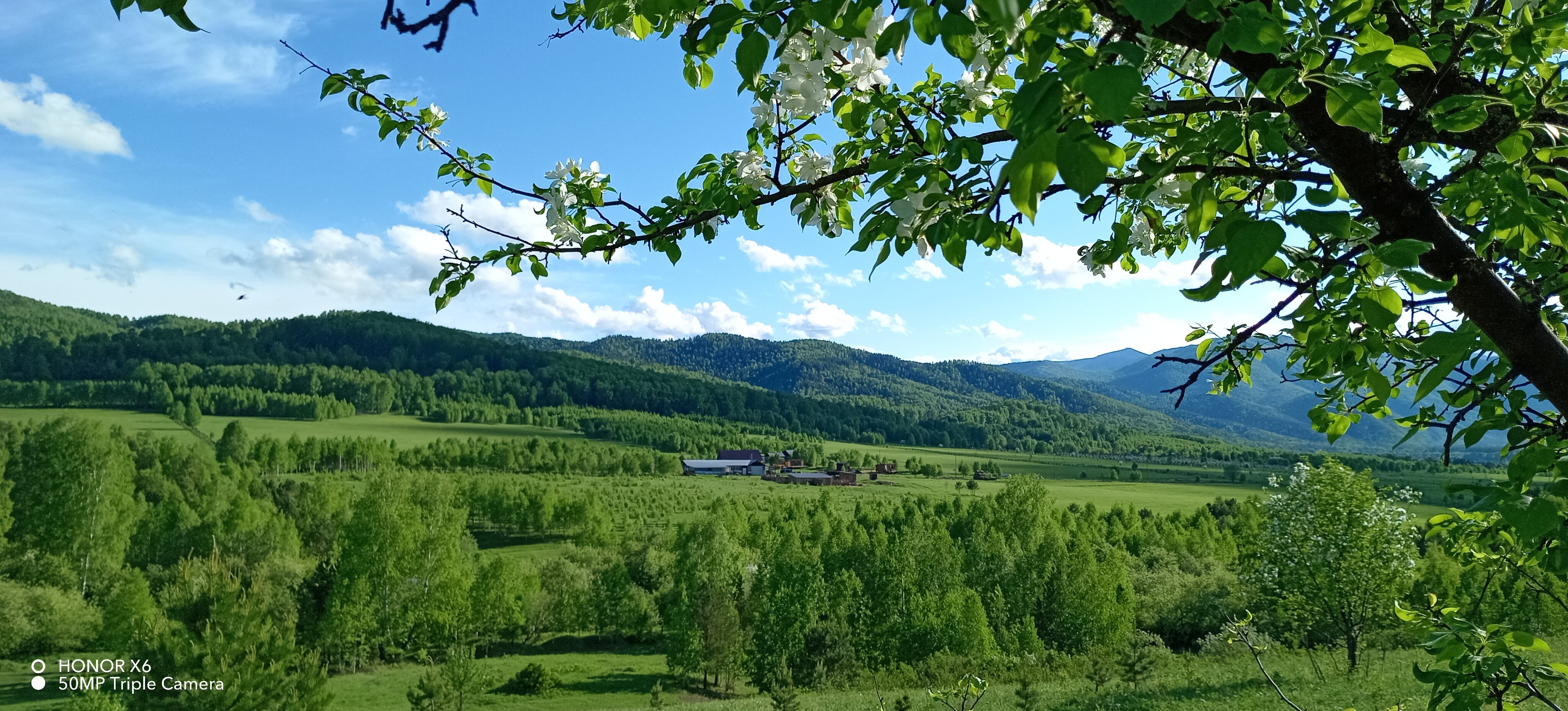 Фото Чайное гнёздышко