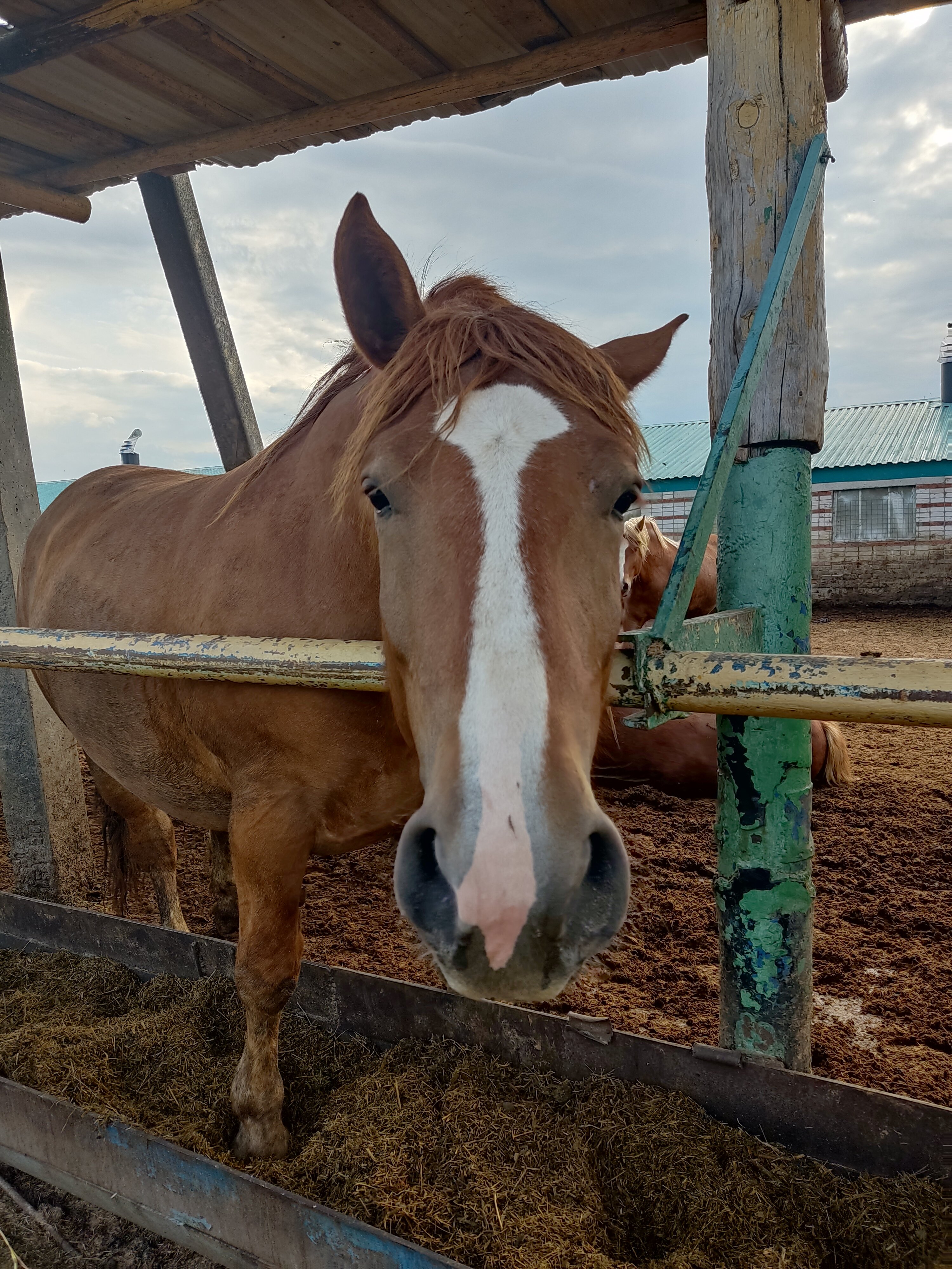 Фото Кумыска