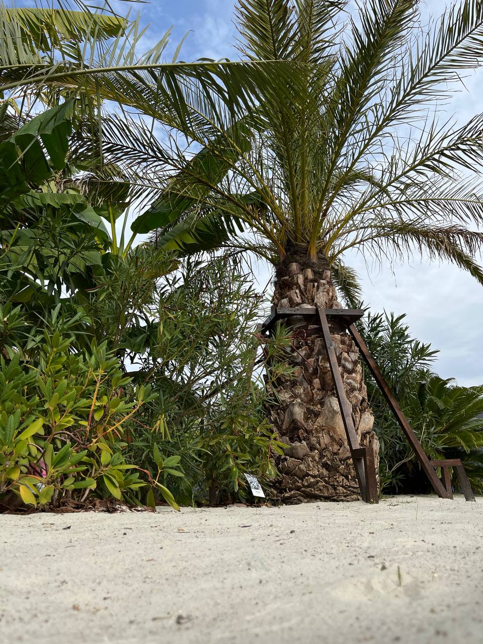 Фото Little Palm