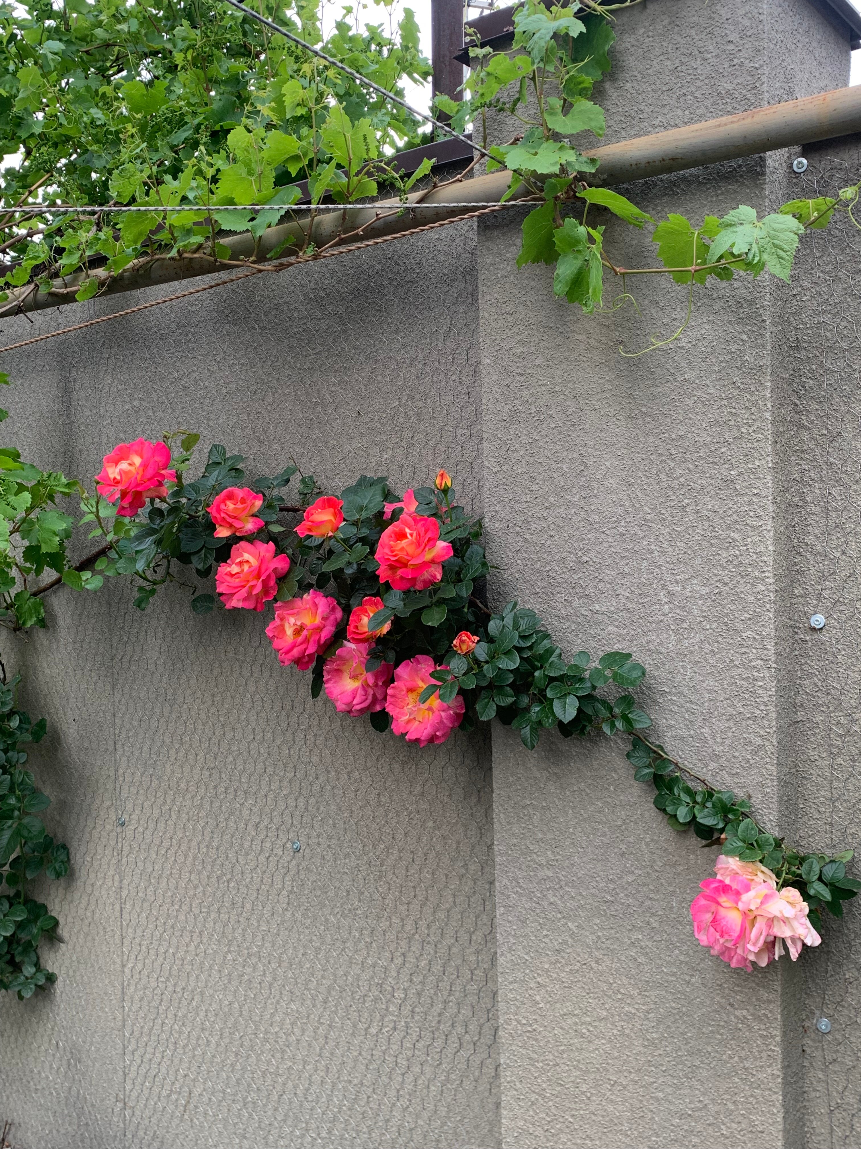 Фото Phazisi Hotel