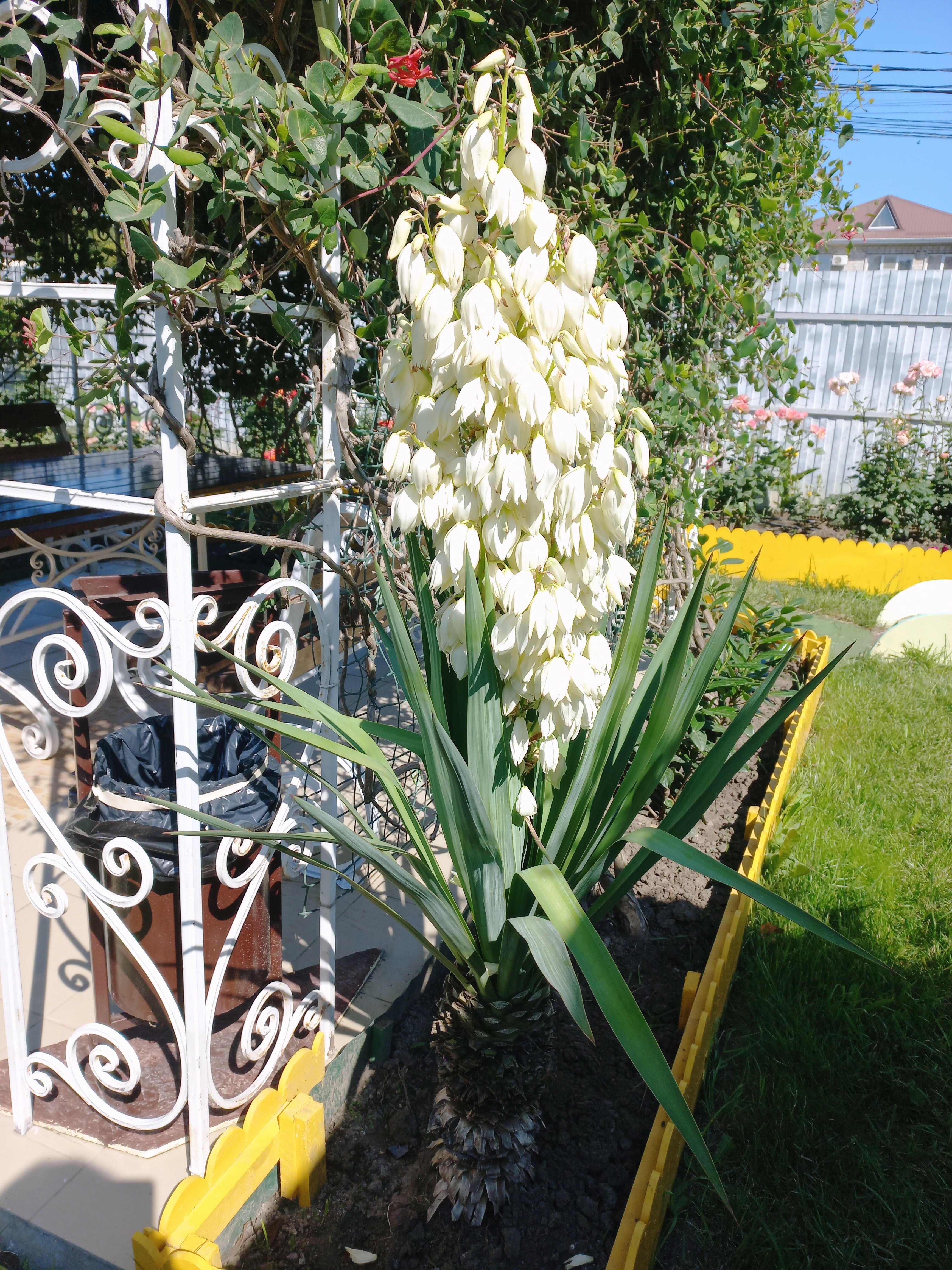 Фото Лучезарный