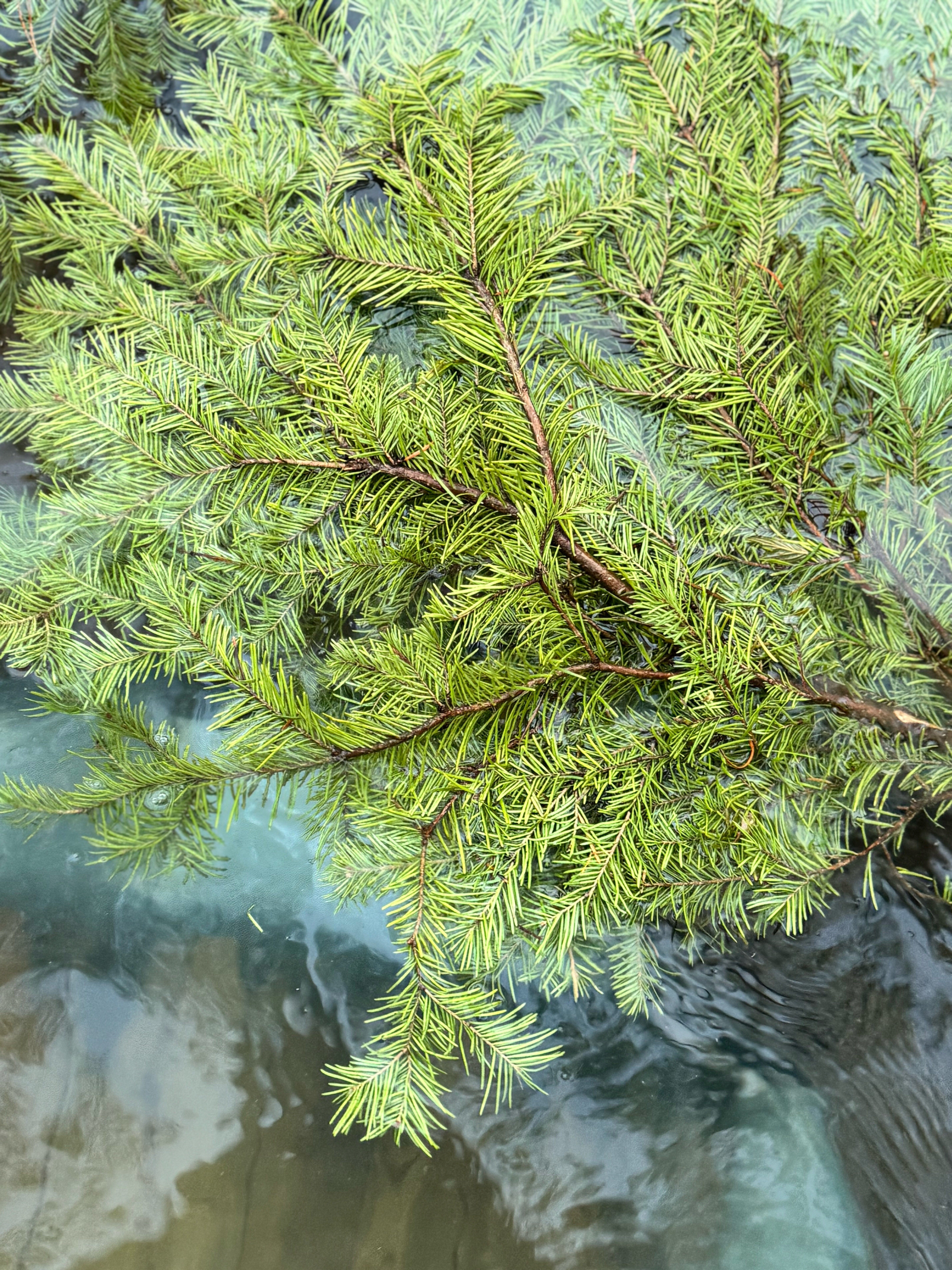 Фото Горьковский Чан