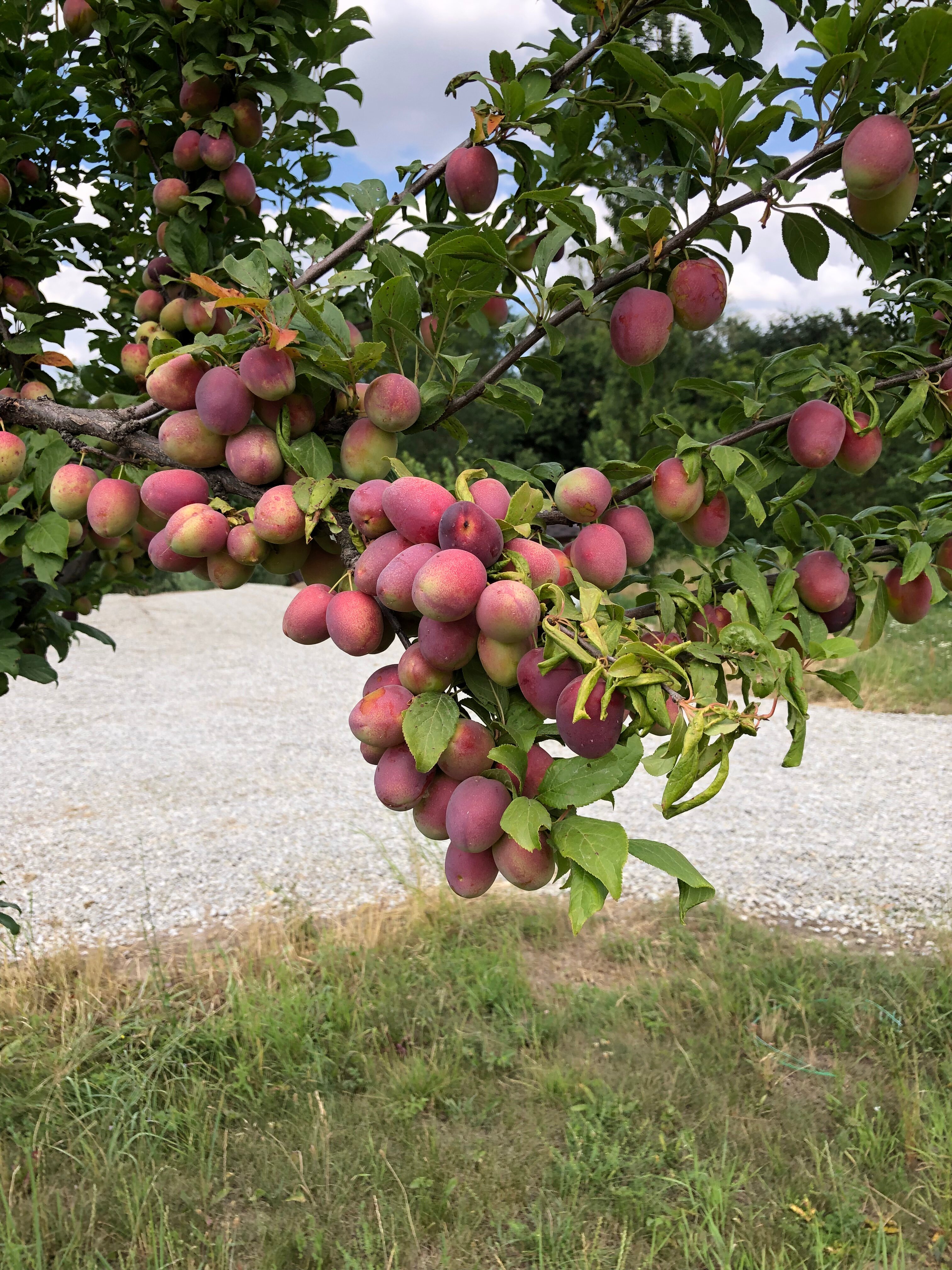 Фото Карский клуб
