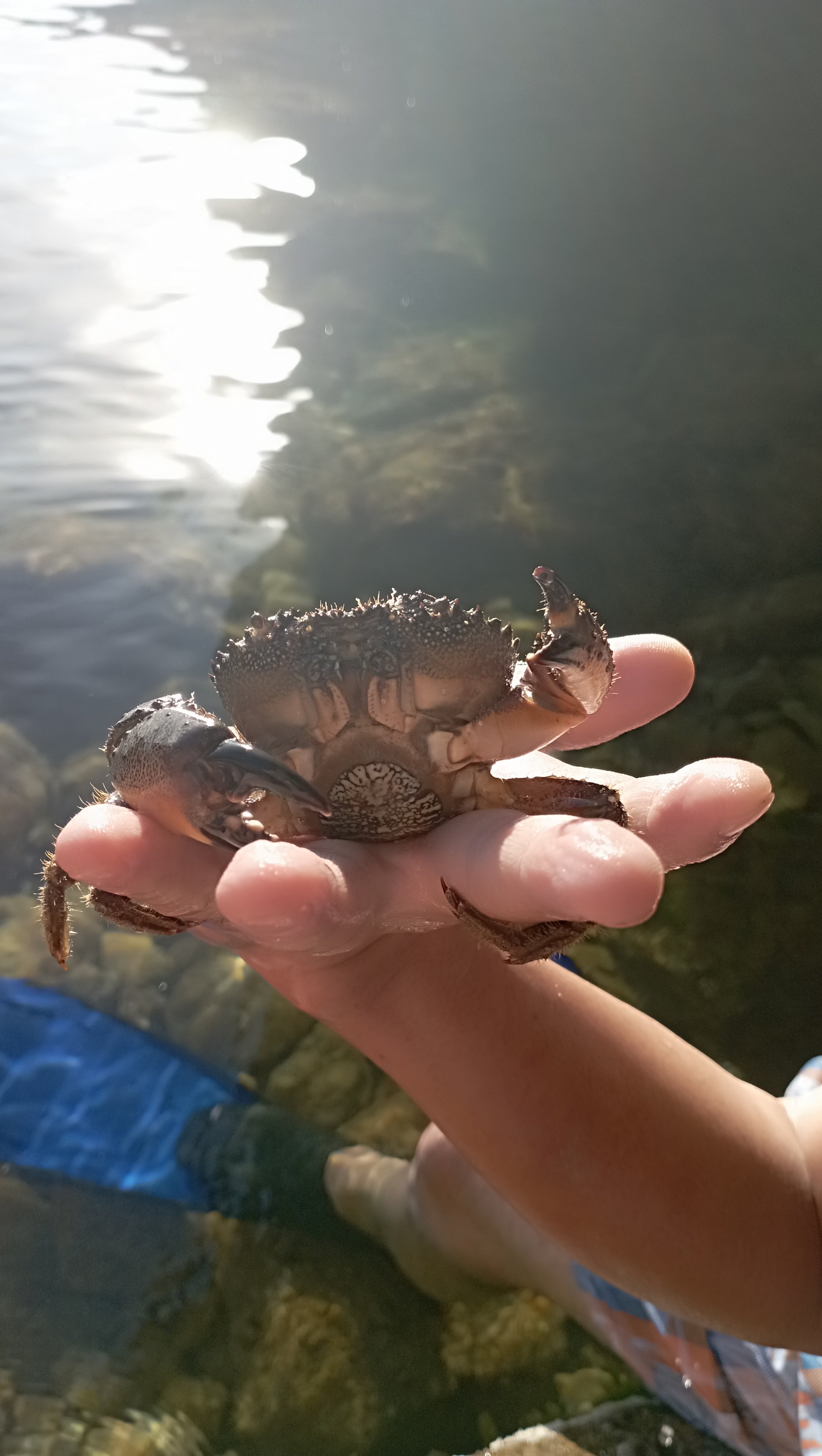 Фото Южный берег Сервет