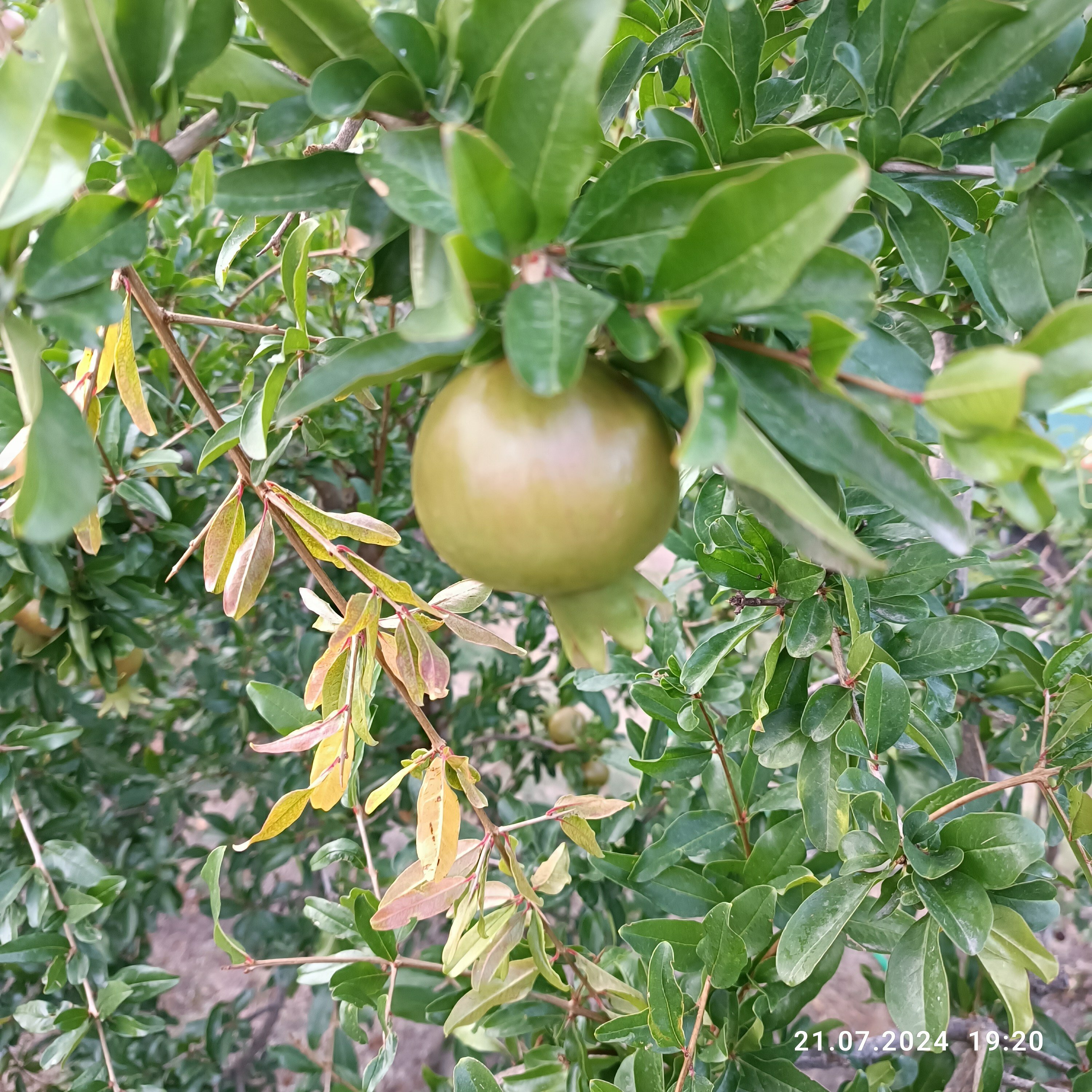 Фото Сердце природы