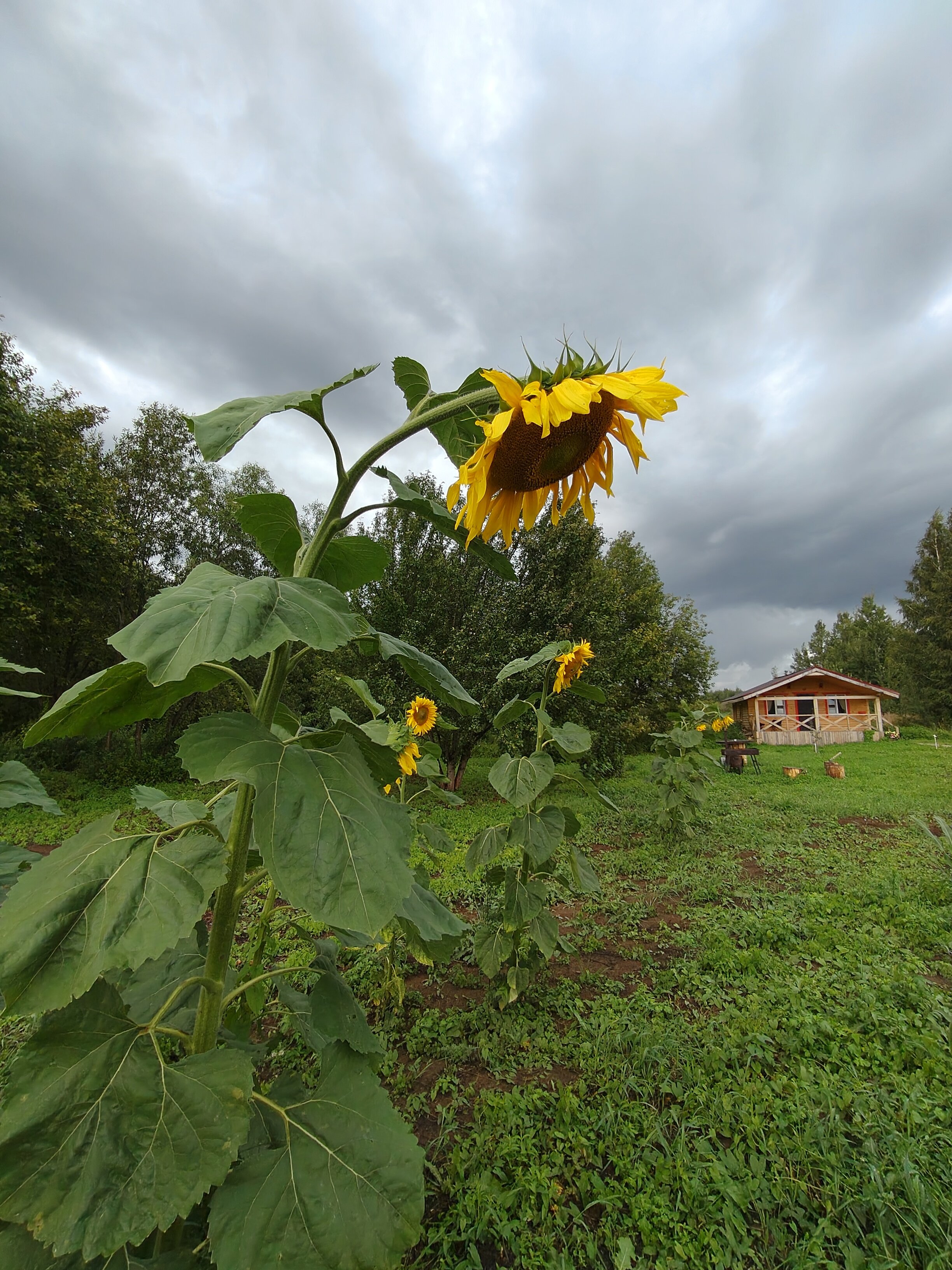 Фото Хозяин леса