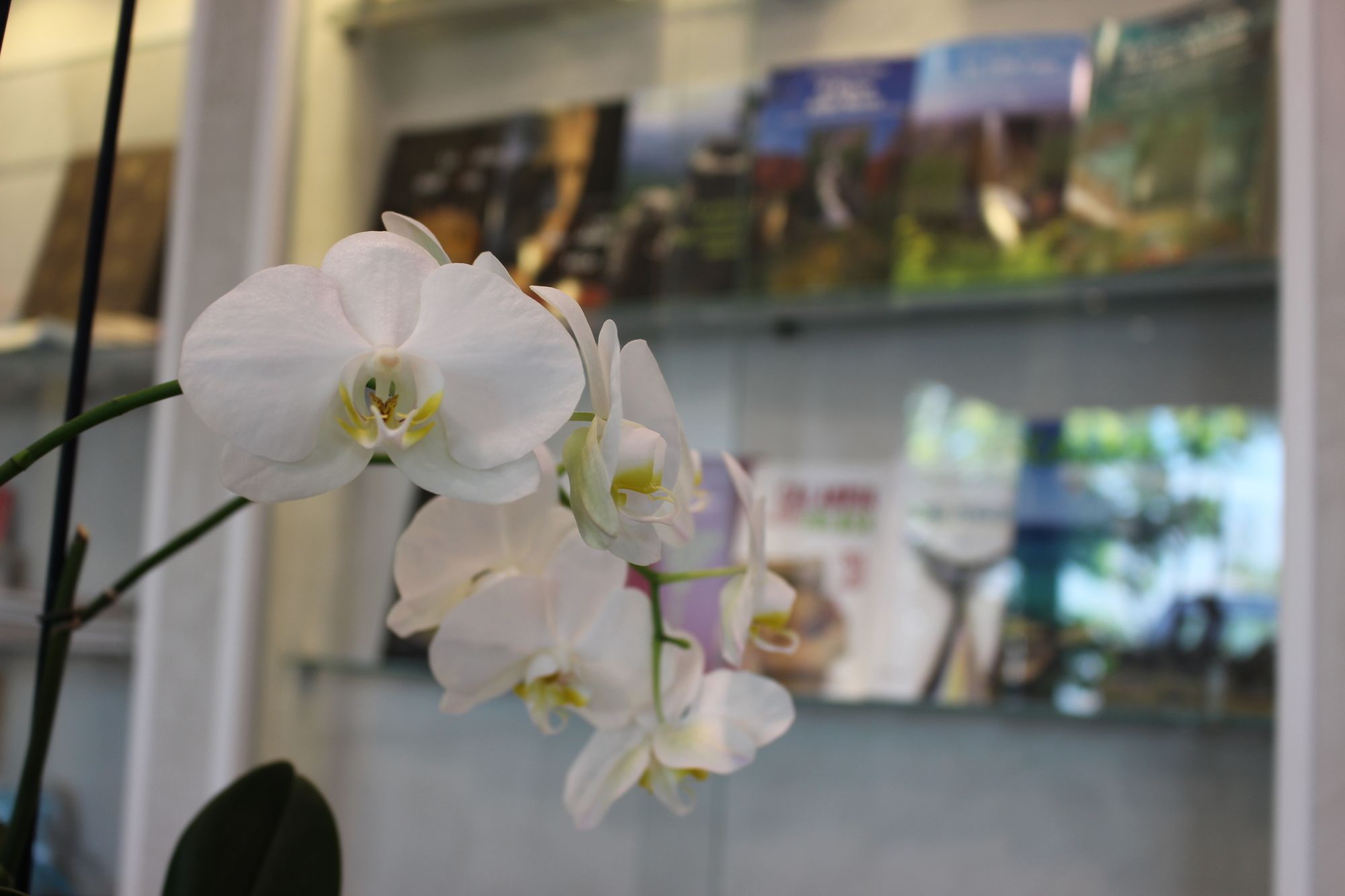 Фото Hotel Altavilla