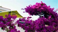 Внешний вид отеля Villa Cecilia в Искье, фото 3