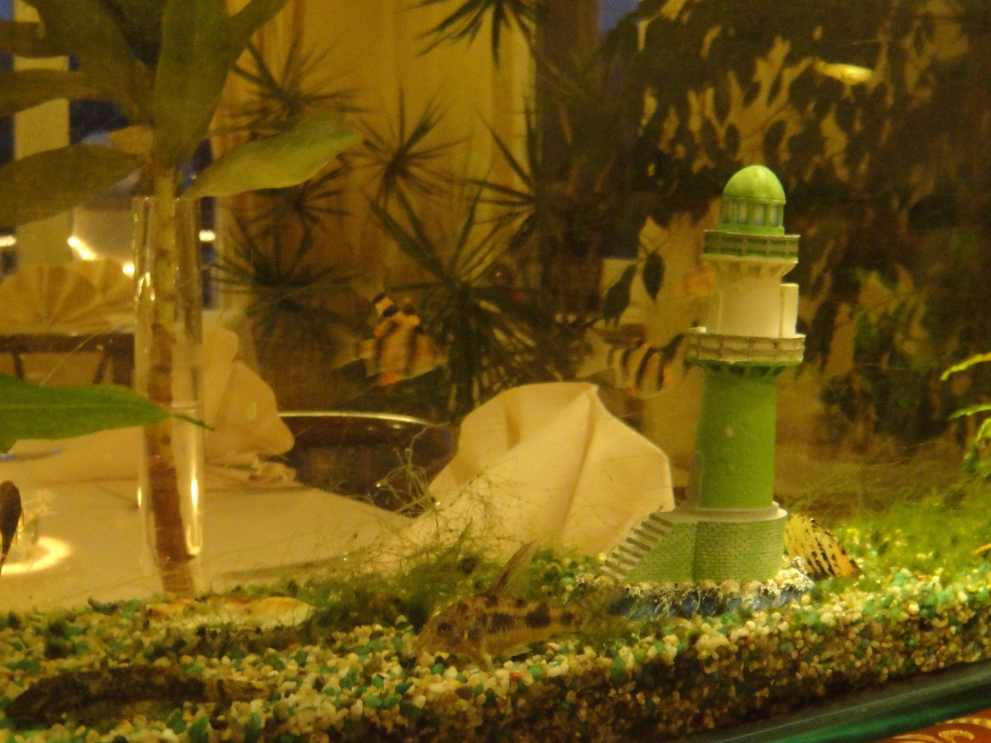 Фото Hotel Belvedere