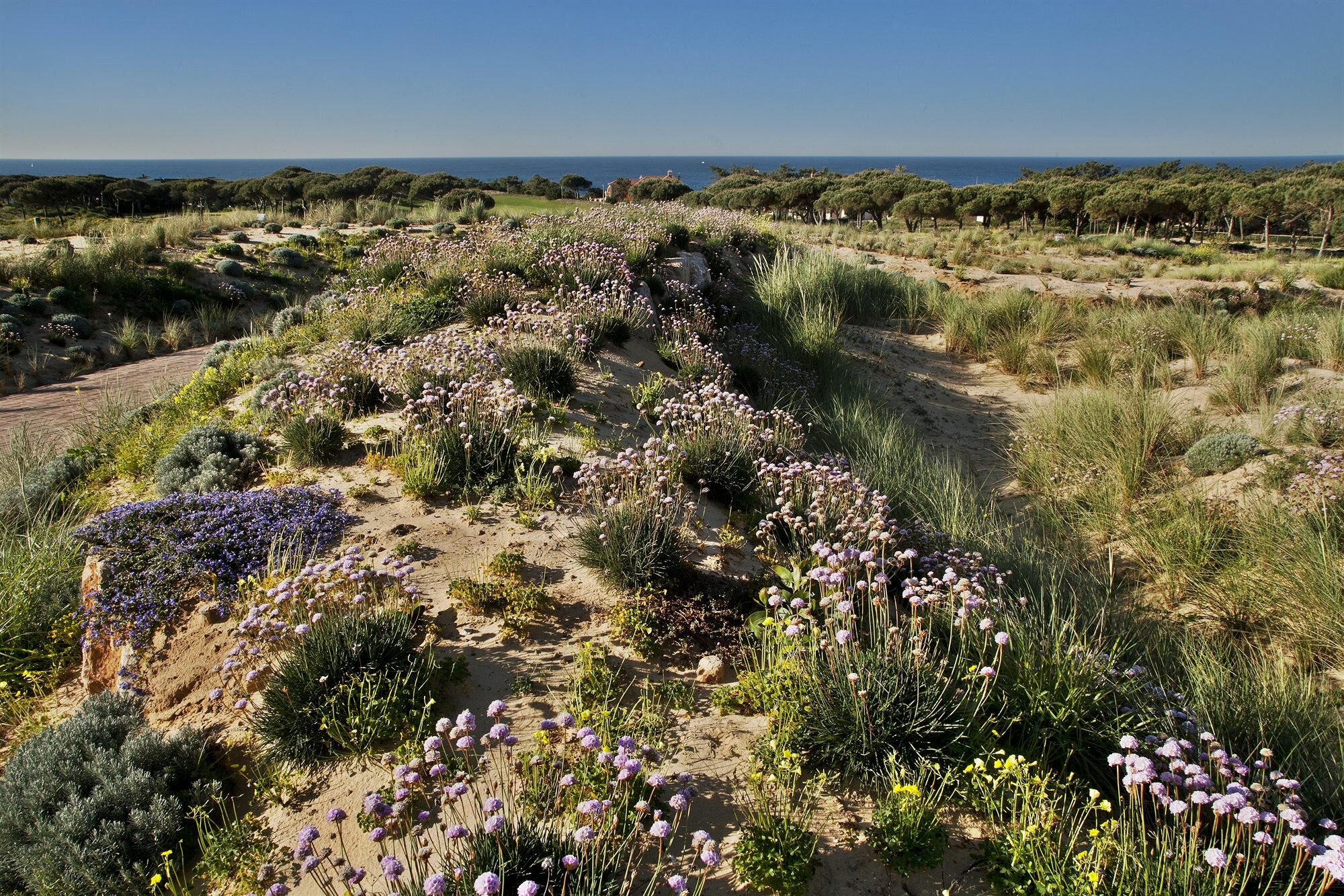 Фото The Oitavos