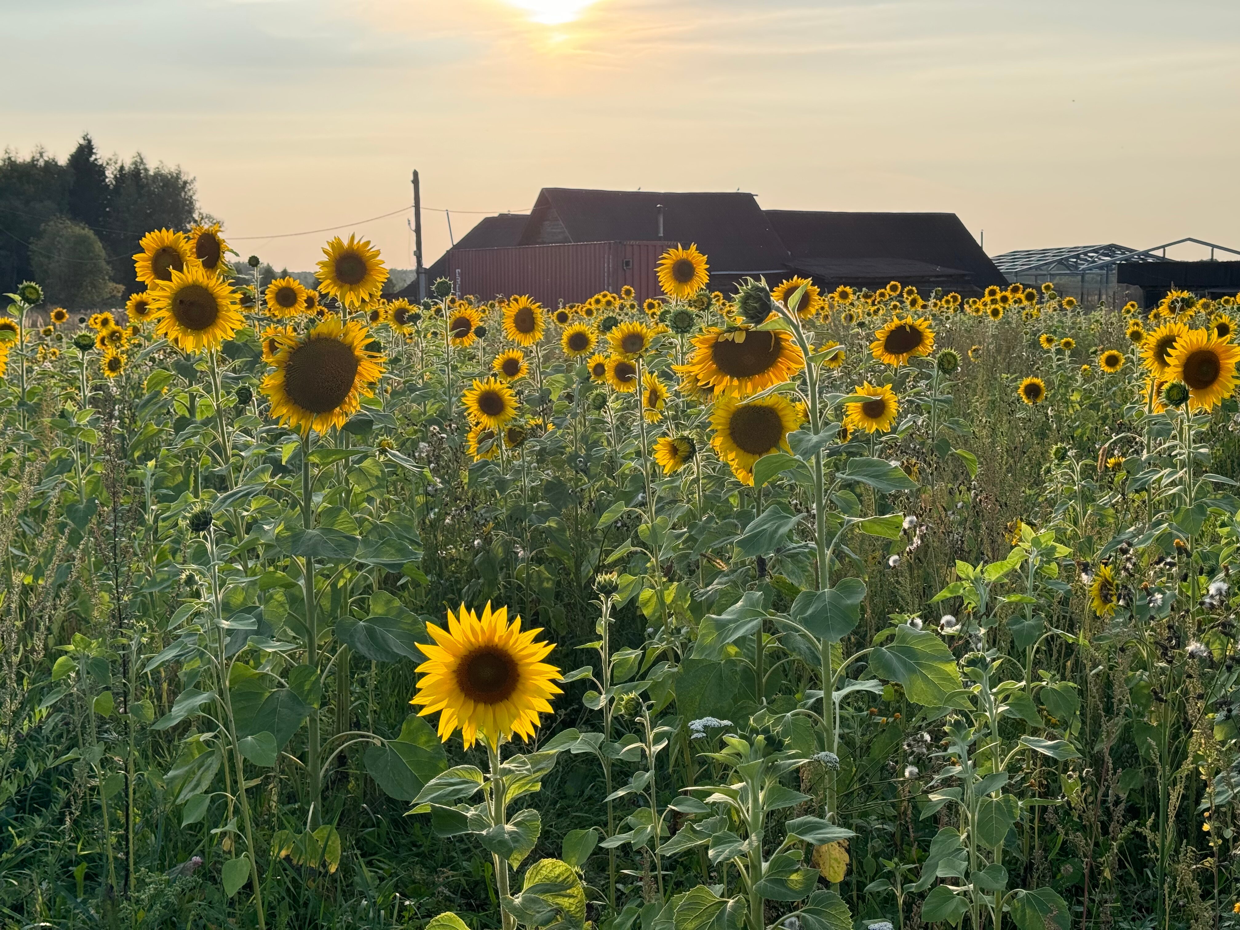 Фото Ваньково
