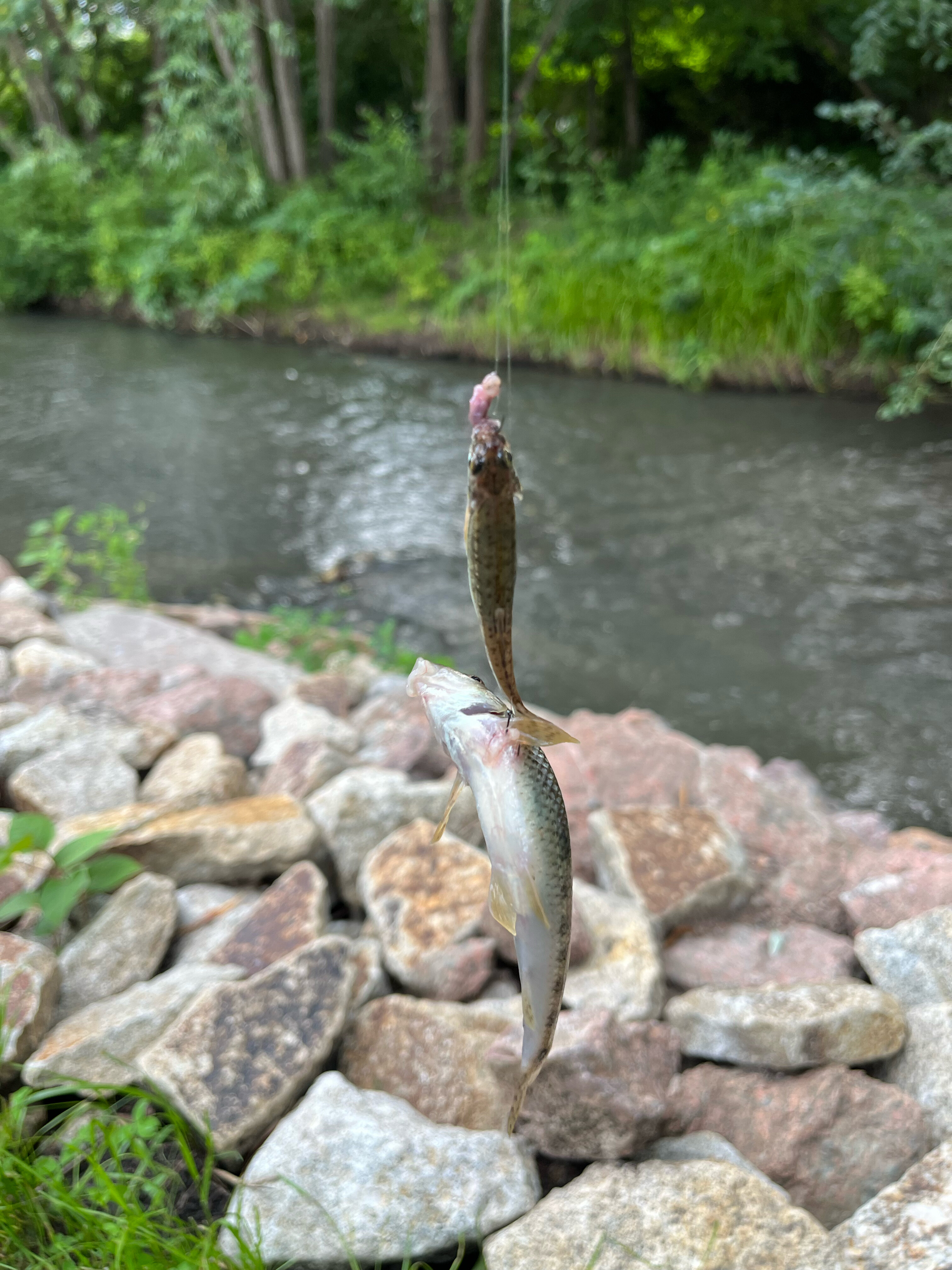 Фото В гостях у Эмилии