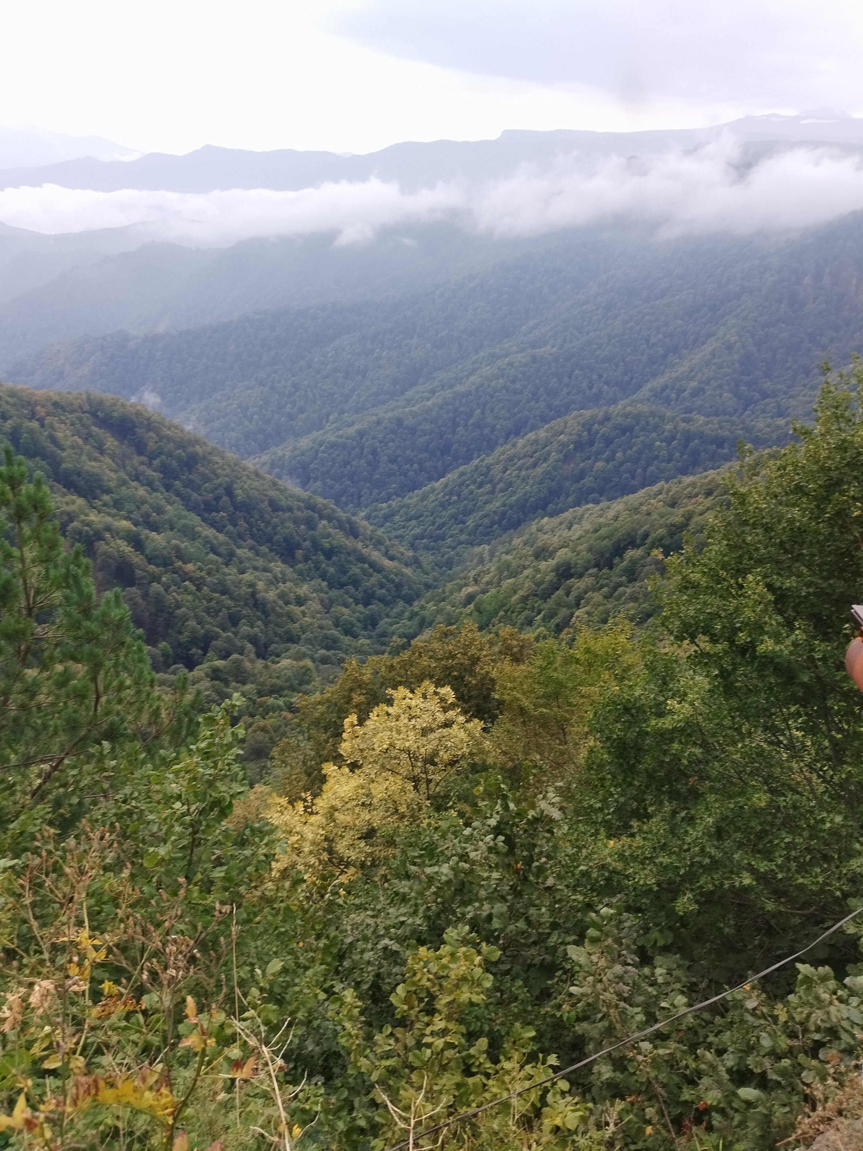 Фото Эдельвейс Ретро