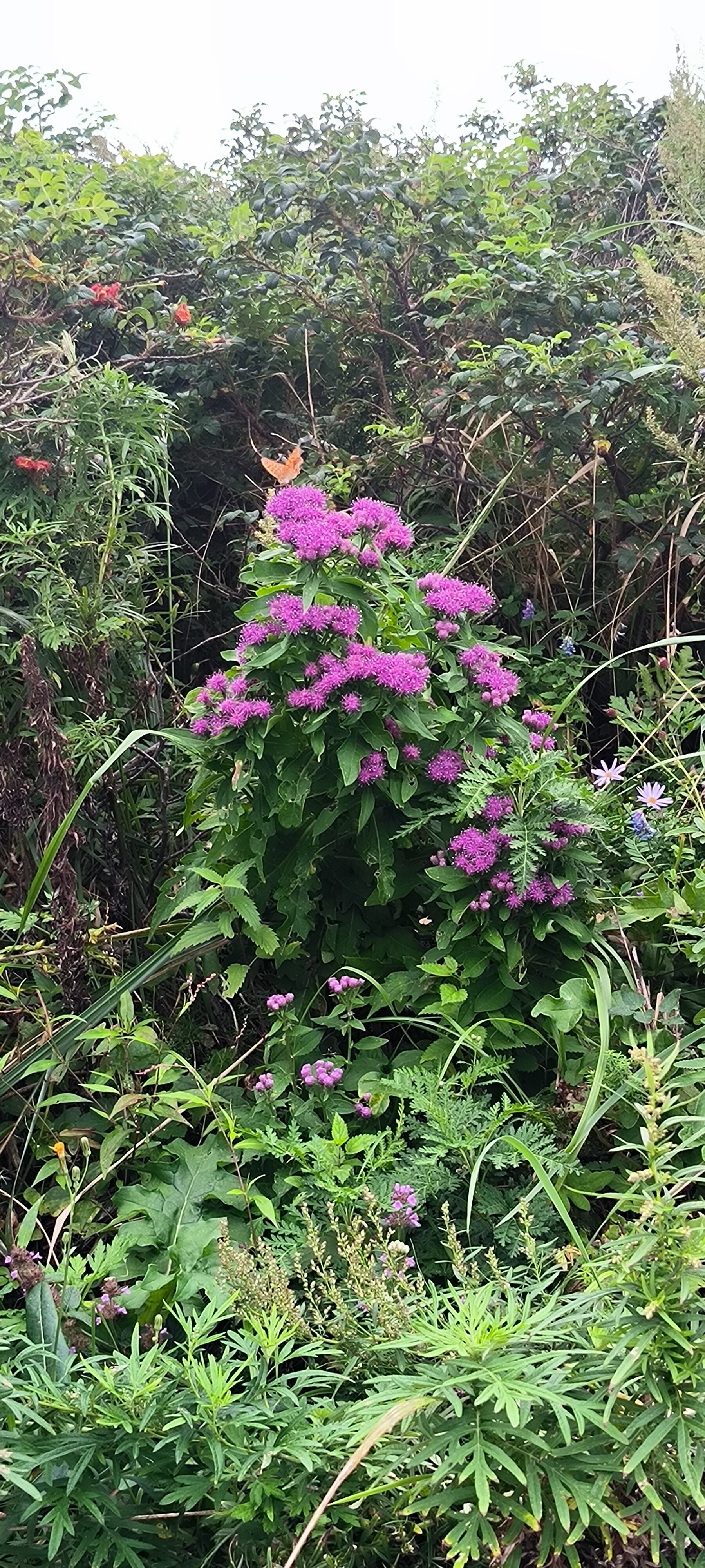 Фото Гружевские