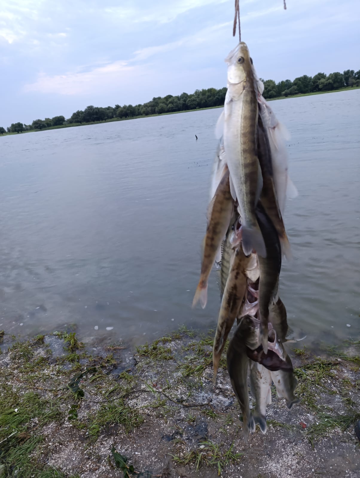 Фото У Анатолича