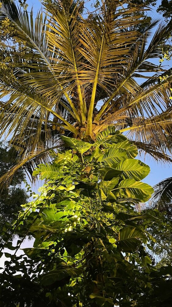 Фото Atii Garden Bungalows