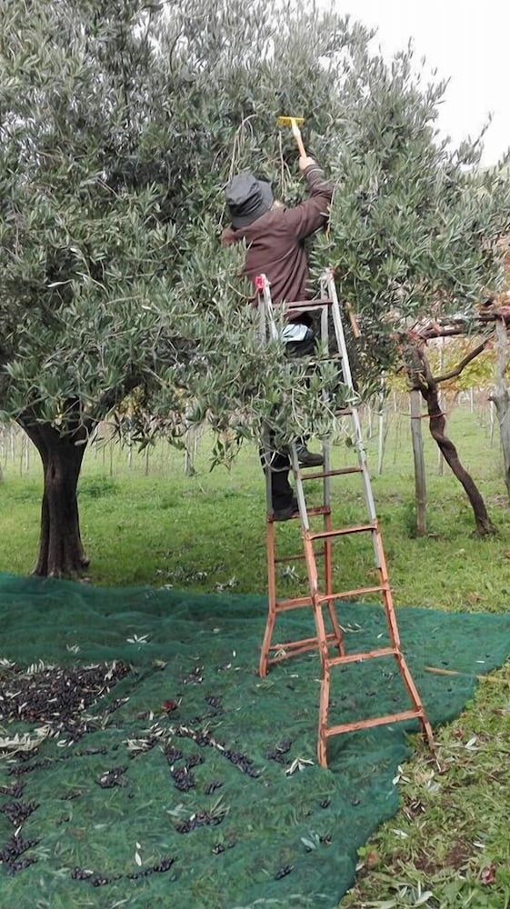 Фото Agriturismo Mare e Monti