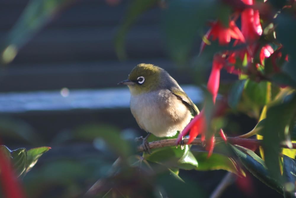 Фото The Point Bed & Breakfast