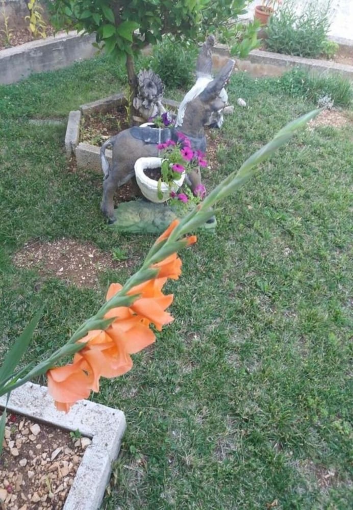 Фото Tomislav - 100 m From sea - H