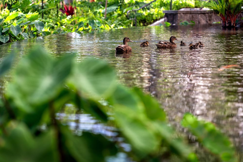 Фото Sheraton Waikiki Beach Resort