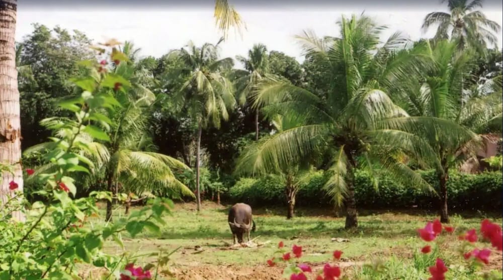 Фото Pulchra - Philippines