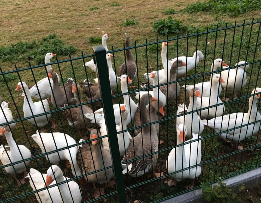 Фото Ferienhaus Ciolina