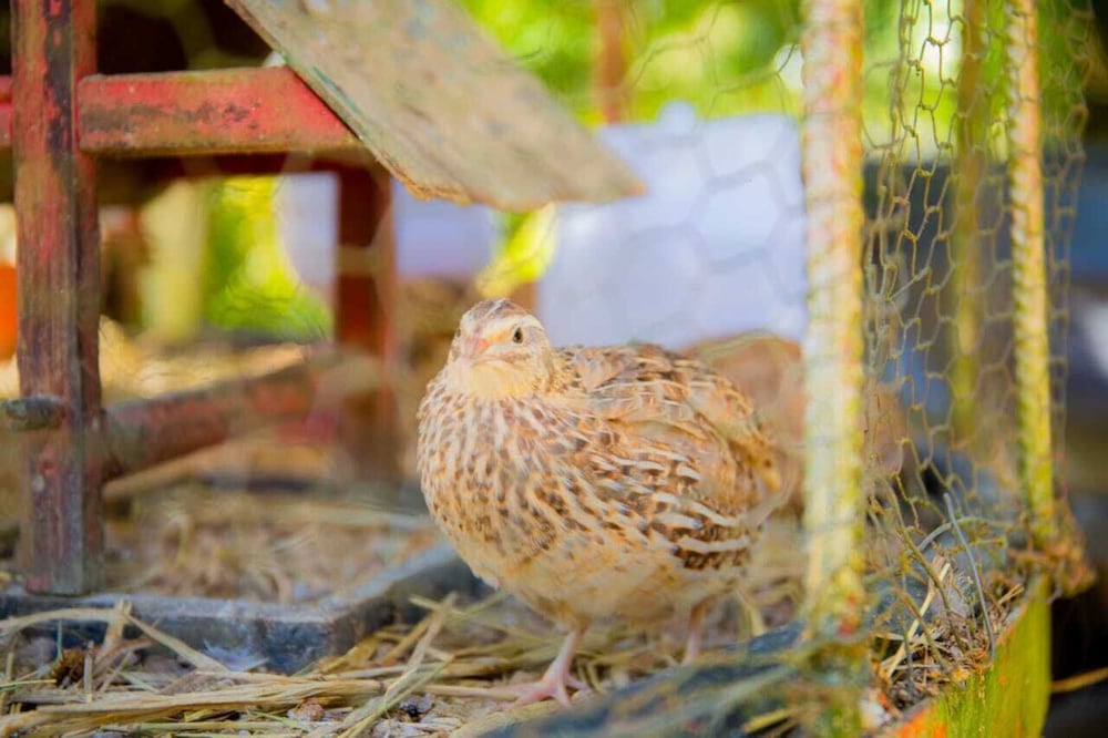 Фото Hotel Fazenda Costelão