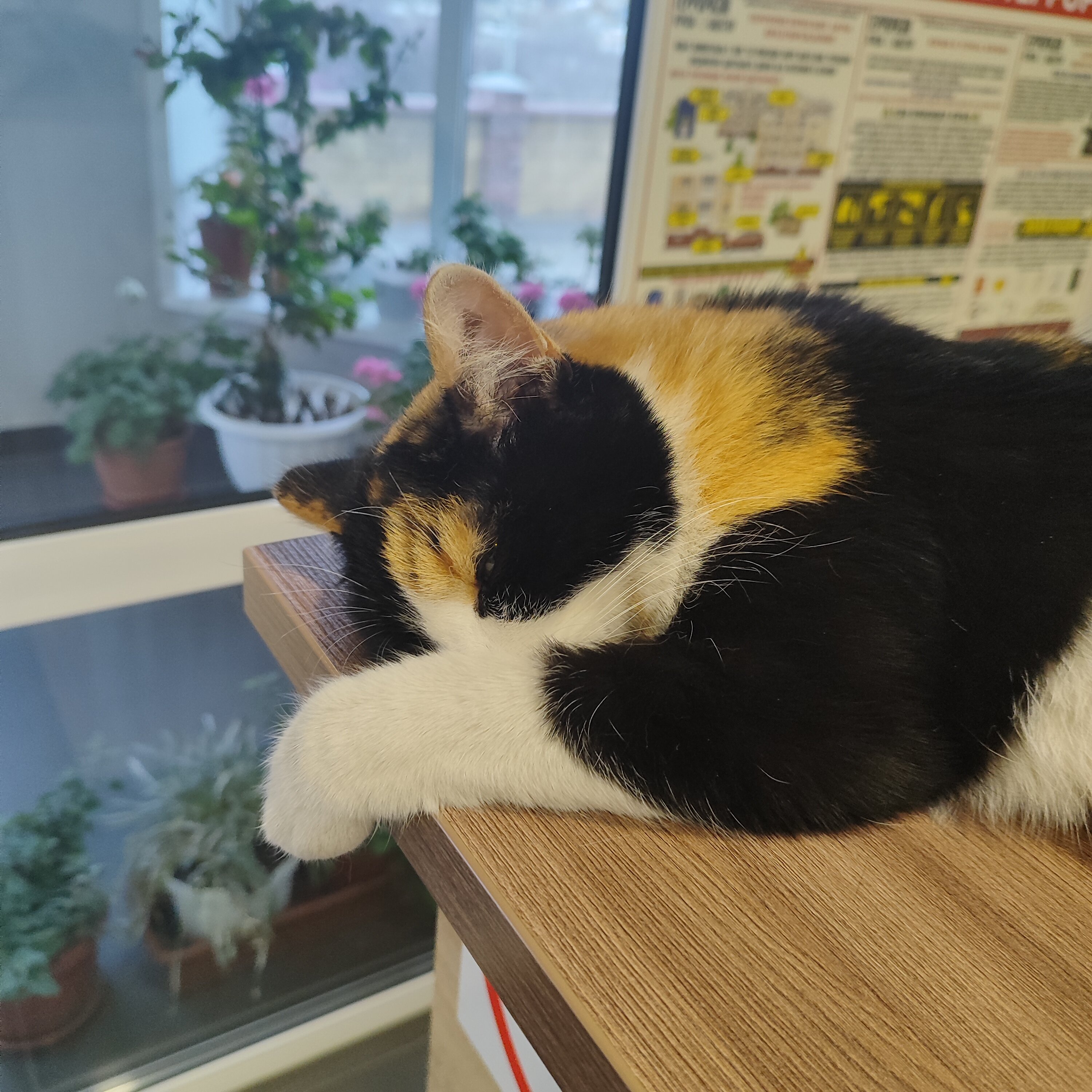 Фото Циркон