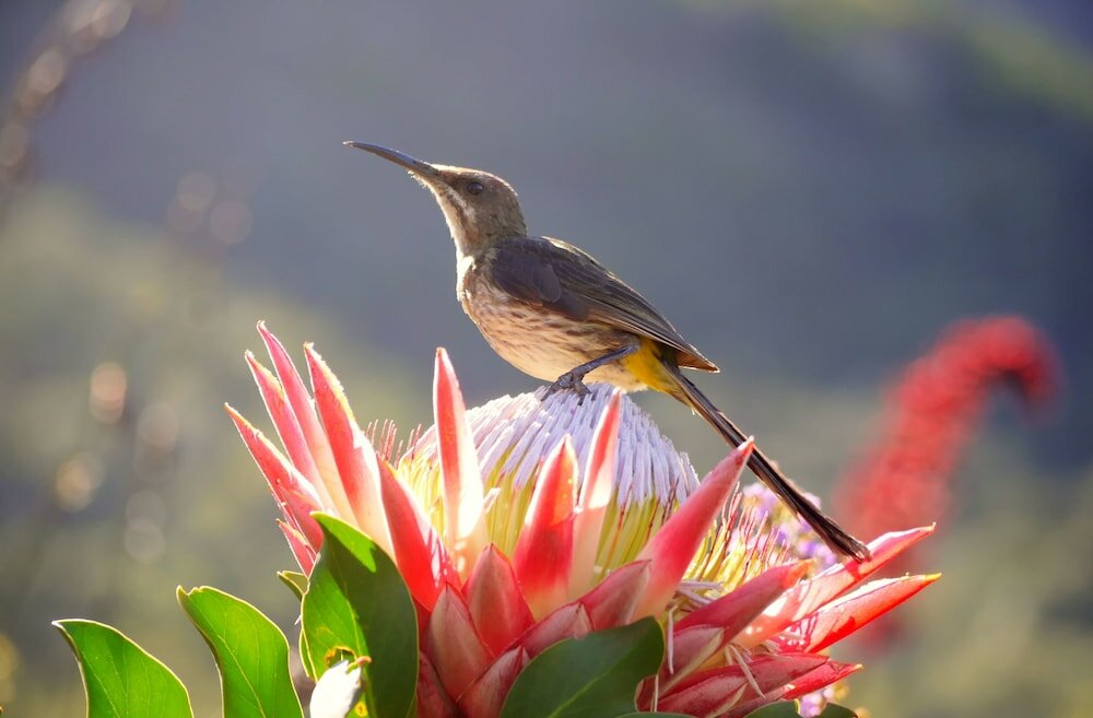 Фото Hout Bay Beach Cottage