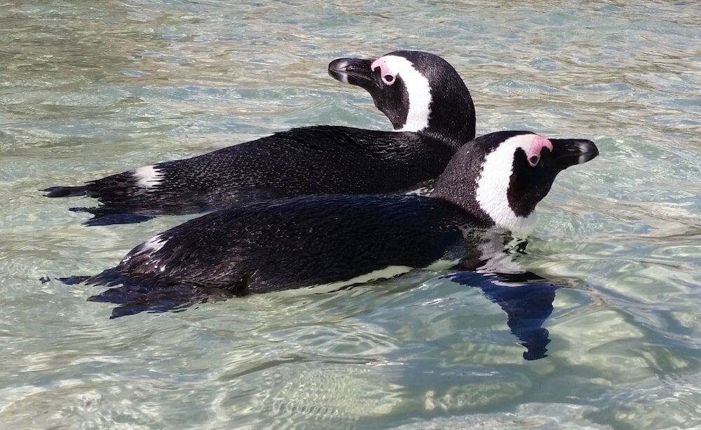 Фото Hout Bay Beach Cottage