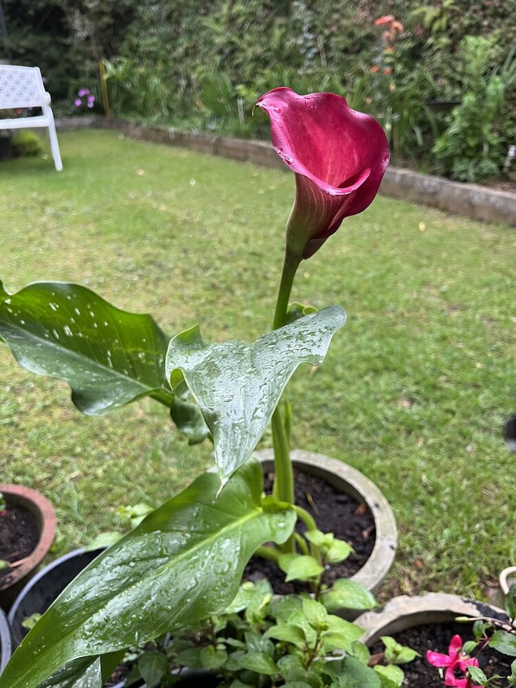 Фото Medalin Cottage