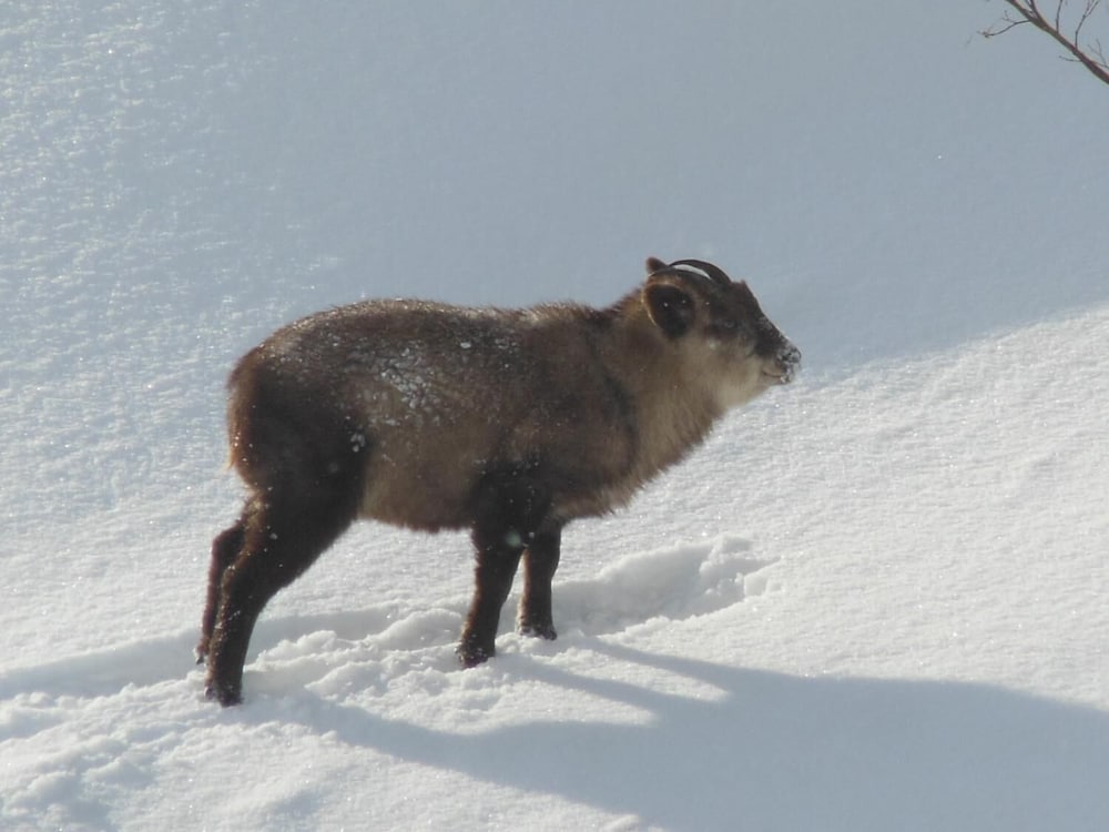 Фото Pension Ciel