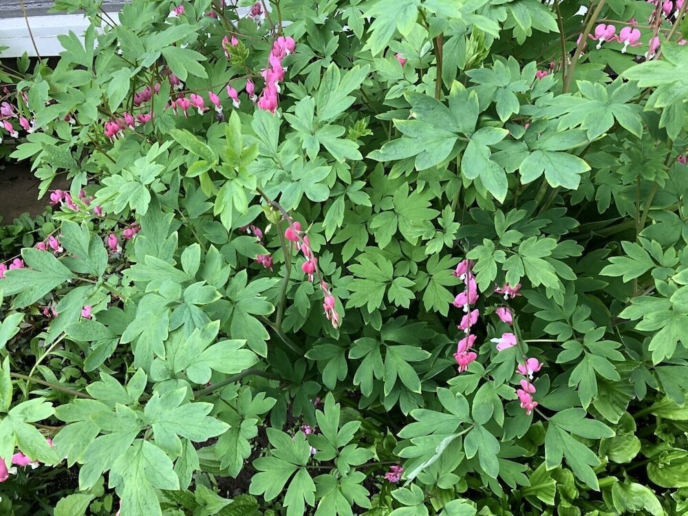 Фото Braeside Country Inn