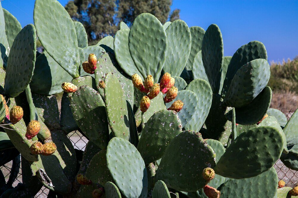 Фото House of Paradise in front of the golf court-sea