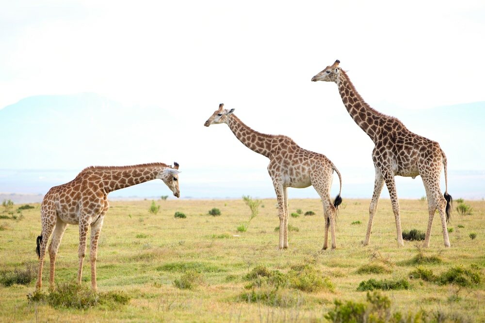 Фото Garden Route Game Lodge