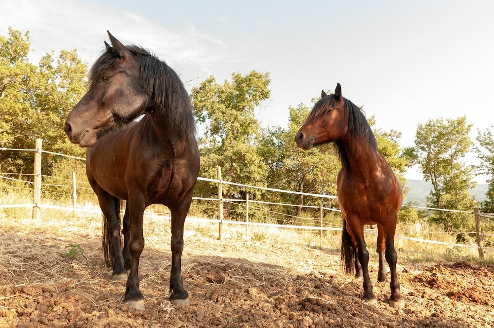 Фото Agriturismo Vocabolo Poggio del Pero