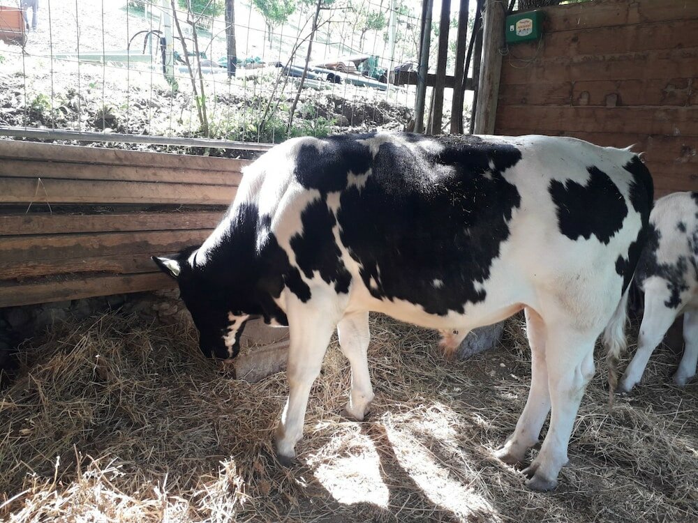 Фото Agriturismo La Vita è Bella